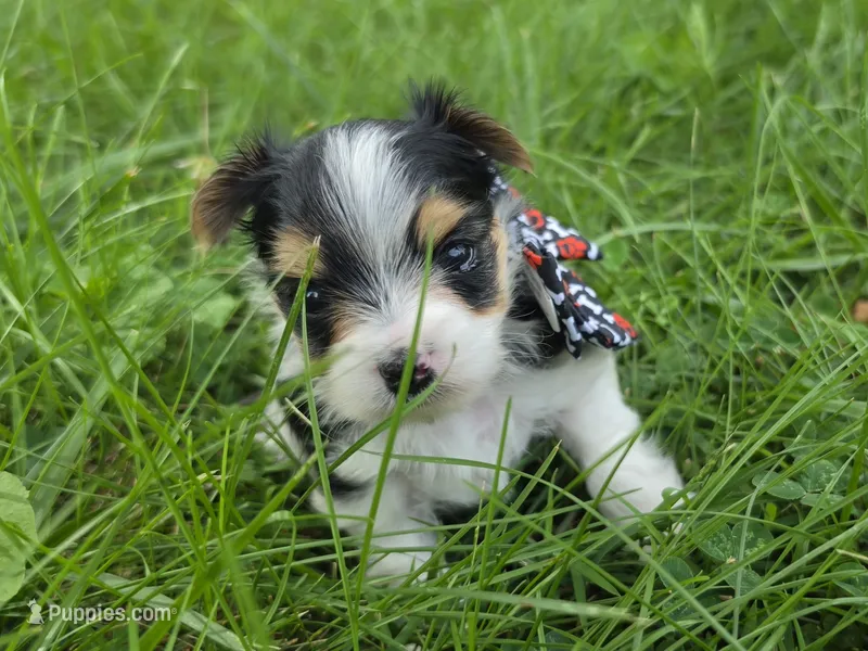 ABNER & BUBBLES TINY BOY – Morkie puppy for sale in Bowling Green, KY