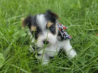 ABNER & BUBBLES TINY BOY, a male Morkie for sale in Bowling Green, KY – 1 of 10