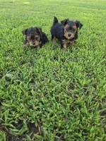 PRESTON YORKIPOO MALE, a male Yorkipoo for sale in Bowling Green, KY – 4 of 8