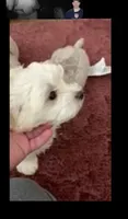 FINCH on hold for Ashley , a male Maltese for sale in Bowling Green, KY – 6 of 7