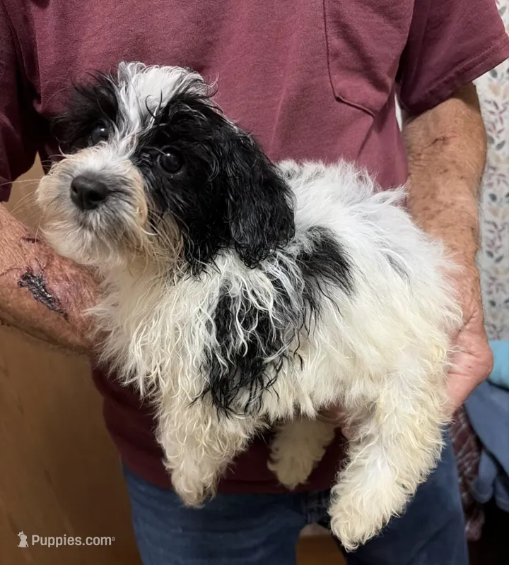 BANDIT YORKIPOO MIX, a male Yorkshire Terrier and Havapoo for sale in Bowling Green, KY – 1 of 5