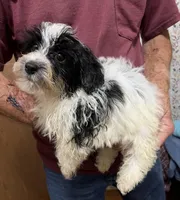 BANDIT YORKIPOO MIX, a male Yorkshire Terrier and Havapoo for sale in Bowling Green, KY – 1 of 5