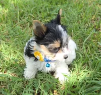 TINY ANDERS YORKIPOO, a male Yorkipoo for sale in Bowling Green, KY – 7 of 10