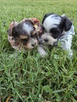 GREER TRI-COLORED MALE, a male Yorkipoo for sale in Bowling Green, KY – 8 of 8