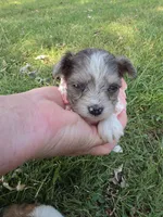 GRACE BLUE PARTI YORKIPOO, a female Yorkipoo for sale in Bowling Green, KY – 3 of 10