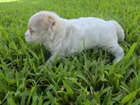 MORKIPOO APRICOT PARTI GIRL, a female Poodle - Toy  and Morkie for sale in Bowling Green, KY – 3 of 10
