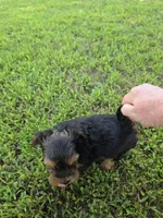 PRESTON YORKIPOO MALE, a male Yorkipoo for sale in Bowling Green, KY – 8 of 8