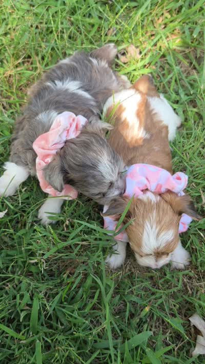 GRACE BLUE PARTI YORKIPOO, a female Yorkipoo for sale in Bowling Green, KY – 10 of 10