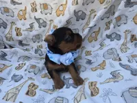 PATTEN YORKIPOO MALE, a male Yorkipoo for sale in Bowling Green, KY – 6 of 10