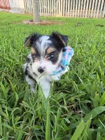 ANDERS LITTLE YORKIPOO, a male Yorkipoo for sale in Bowling Green, KY – 3 of 10