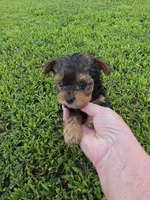 PRESLEY YORKIPOO BOY, a male Yorkipoo for sale in Bowling Green, KY – 4 of 8