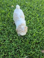 PENELOPE BLUE EYED MINI MERLE, a female Poodle - Miniature  for sale in Bowling Green, KY – 7 of 7
