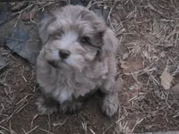 TUTTLE CHOCOLATE MERLE BOY, a male Schnoodle for sale in Bowling Green, KY – 4 of 7