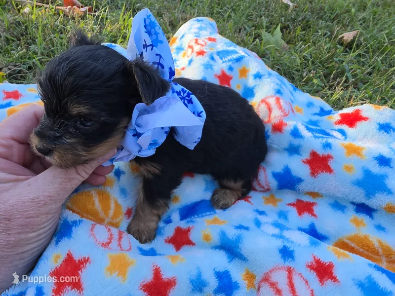 DIGBY LITTLE YORKIE BOY – Yorkshire Terrier puppy for sale in Bowling Green, KY