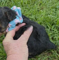 PADDEN YORKIPOO MALE, a male Yorkipoo for sale in Bowling Green, KY – 5 of 9
