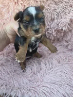 PAGEANT YORKIPOO GIRL, a female Yorkipoo for sale in Bowling Green, KY – 3 of 10