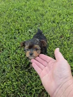 PRESLEY YORKIPOO BOY, a male Yorkipoo for sale in Bowling Green, KY – 2 of 8