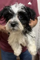 OH MY HEART YORKIPOO MIX, a male Yorkshire Terrier and Havapoo for sale in Bowling Green, KY – 2 of 4