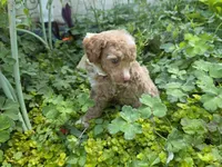 MARISOL CREAMY APRICOT, a female Poodle - Miniature  for sale in Bowling Green, KY – 8 of 10