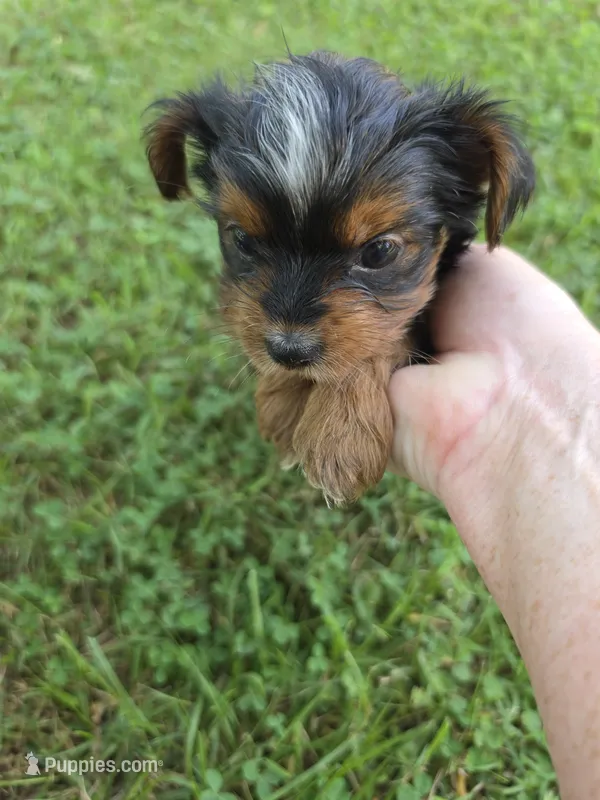 PAISLEY YORKIPOO GIRL – Yorkipoo puppy for sale in Bowling Green, KY