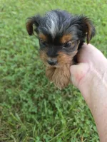 PAISLEY YORKIPOO GIRL, a female Yorkipoo for sale in Bowling Green, KY – 1 of 8