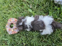 GREER TRI-COLORED MALE, a male Yorkipoo for sale in Bowling Green, KY – 6 of 8