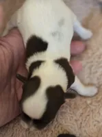 OPAL'S TOPAZ FEMALE, a female Yorkipoo for sale in Bowling Green, KY – Photo 3 of 10