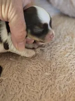 OPAL'S TOPAZ FEMALE, a female Yorkipoo for sale in Bowling Green, KY – Photo 8 of 10