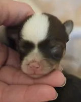 OPAL'S TOPAZ FEMALE, a female Yorkipoo for sale in Bowling Green, KY – Photo 1 of 10