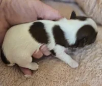 OPAL'S TOPAZ FEMALE, a female Yorkipoo for sale in Bowling Green, KY – Photo 2 of 10