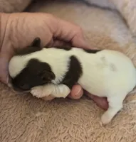 OPAL'S TOPAZ FEMALE, a female Yorkipoo for sale in Bowling Green, KY – Photo 4 of 10