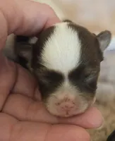 OPAL'S TOPAZ FEMALE, a female Yorkipoo for sale in Bowling Green, KY – Photo 10 of 10