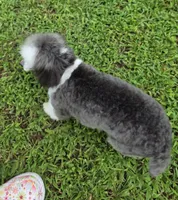 HARMONY SILVER PARTI GIRL, a female Poodle - Toy  for sale in Bowling Green, KY – 8 of 10