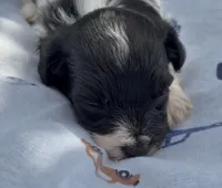 OH MY HEART HAVAPOO, a male Yorkshire Terrier and Havapoo for sale in Bowling Green, KY – 2 of 5