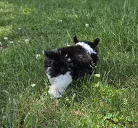 CELESTE TINY TEACUP, a female Yorkipoo for sale in Bowling Green, KY – Photo 5 of 5