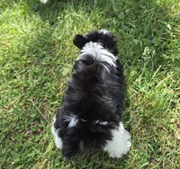 CELESTE TINY TEACUP, a female Yorkipoo for sale in Bowling Green, KY – Photo 3 of 5