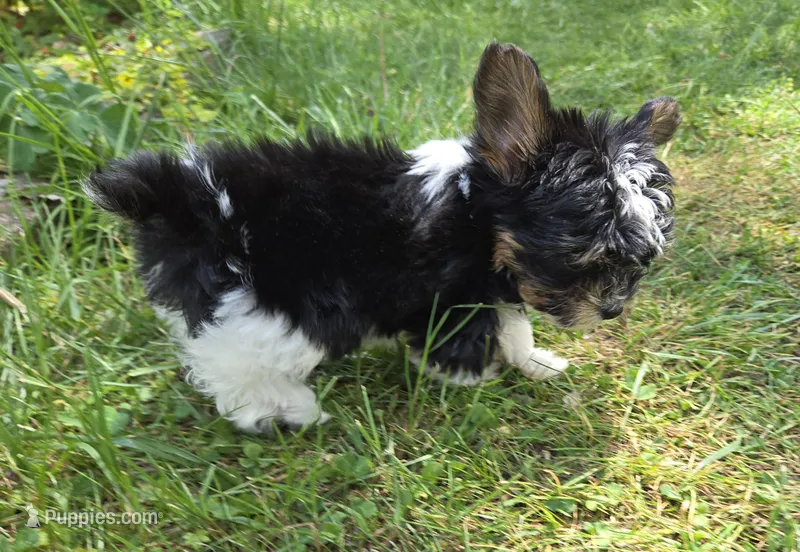 CELESTE TINY TEACUP – Yorkipoo puppy for sale in Bowling Green, KY