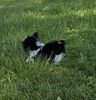 CELESTE TINY TEACUP, a female Yorkipoo for sale in Bowling Green, KY – Photo 2 of 5