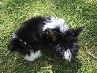 CELESTE TINY TEACUP, a female Yorkipoo for sale in Bowling Green, KY – Photo 4 of 5