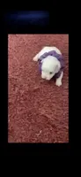 Sherri, a female Maltese for sale in Bowling Green, KY – 4 of 9