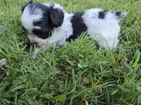 GRANT YORKIPOO BOY, a male Yorkipoo for sale in Bowling Green, KY – 10 of 10