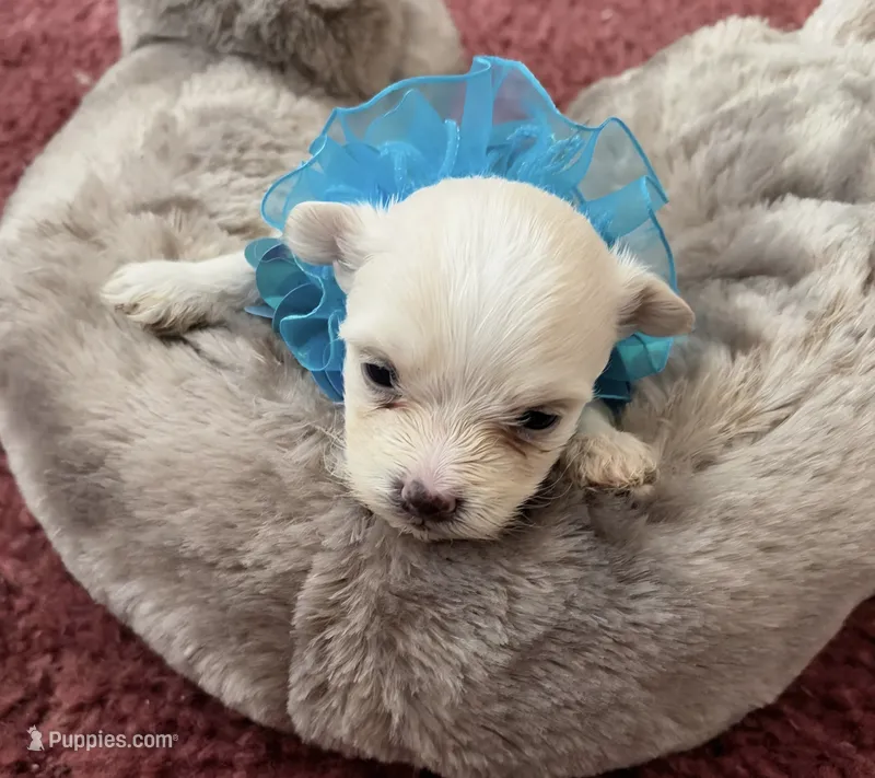 Shawn – Maltese puppy for sale in Bowling Green, KY