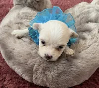 Shawn, a male Maltese for sale in Bowling Green, KY – 1 of 7