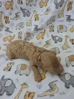 REACHER RED MINIATURE , a male Poodle - Miniature  for sale in Bowling Green, KY – 4 of 10