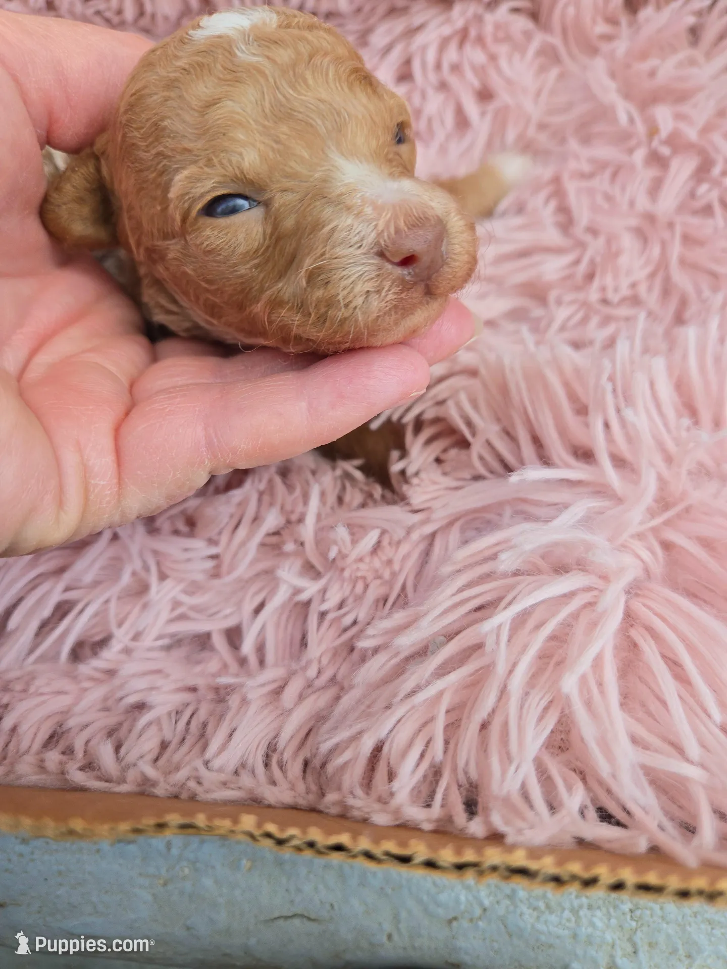 MARISOL CREAMY APRICOT, a female Poodle - Miniature  for sale in Bowling Green, KY – Photo 3 of 9