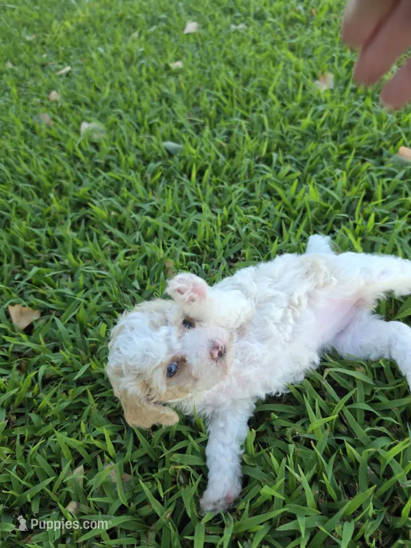 PENELOPE BLUE EYED MINI MERLE – Poodle - Miniature  puppy for sale in Bowling Green, KY