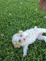 PENELOPE BLUE EYED MINI MERLE, a female Poodle - Miniature  for sale in Bowling Green, KY – 1 of 7