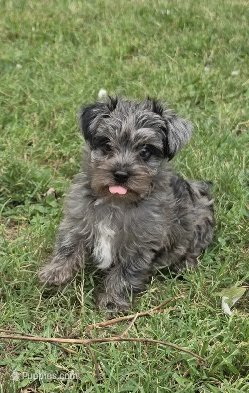 LAKE-BLUE MERLE  – Yorkipoo puppy for sale in Bowling Green, KY