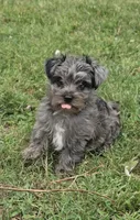 LAKE-BLUE MERLE , a male Yorkipoo for sale in Bowling Green, KY – 1 of 10