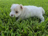 MORKIPOO APRICOT PARTI GIRL, a female Poodle - Toy  and Morkie for sale in Bowling Green, KY – 5 of 10